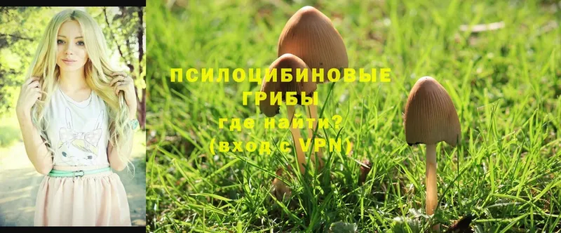 Галлюциногенные грибы Cubensis  как найти наркотики  Асбест 